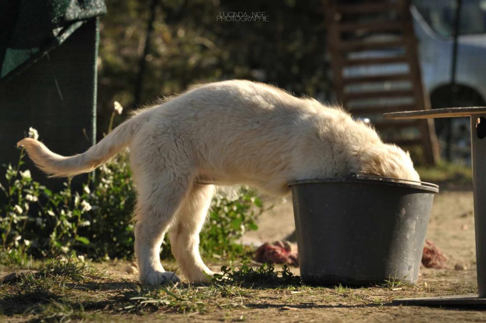 chien mignion