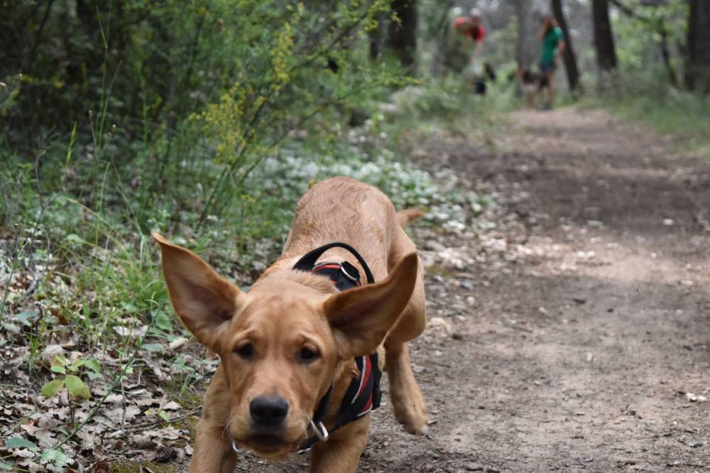 Éducation canine à Pernes-les-Fontaines