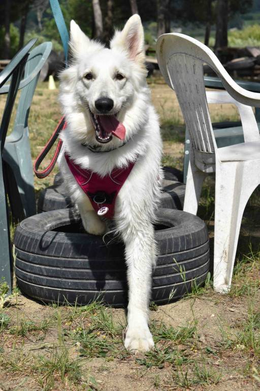 Éducation canine