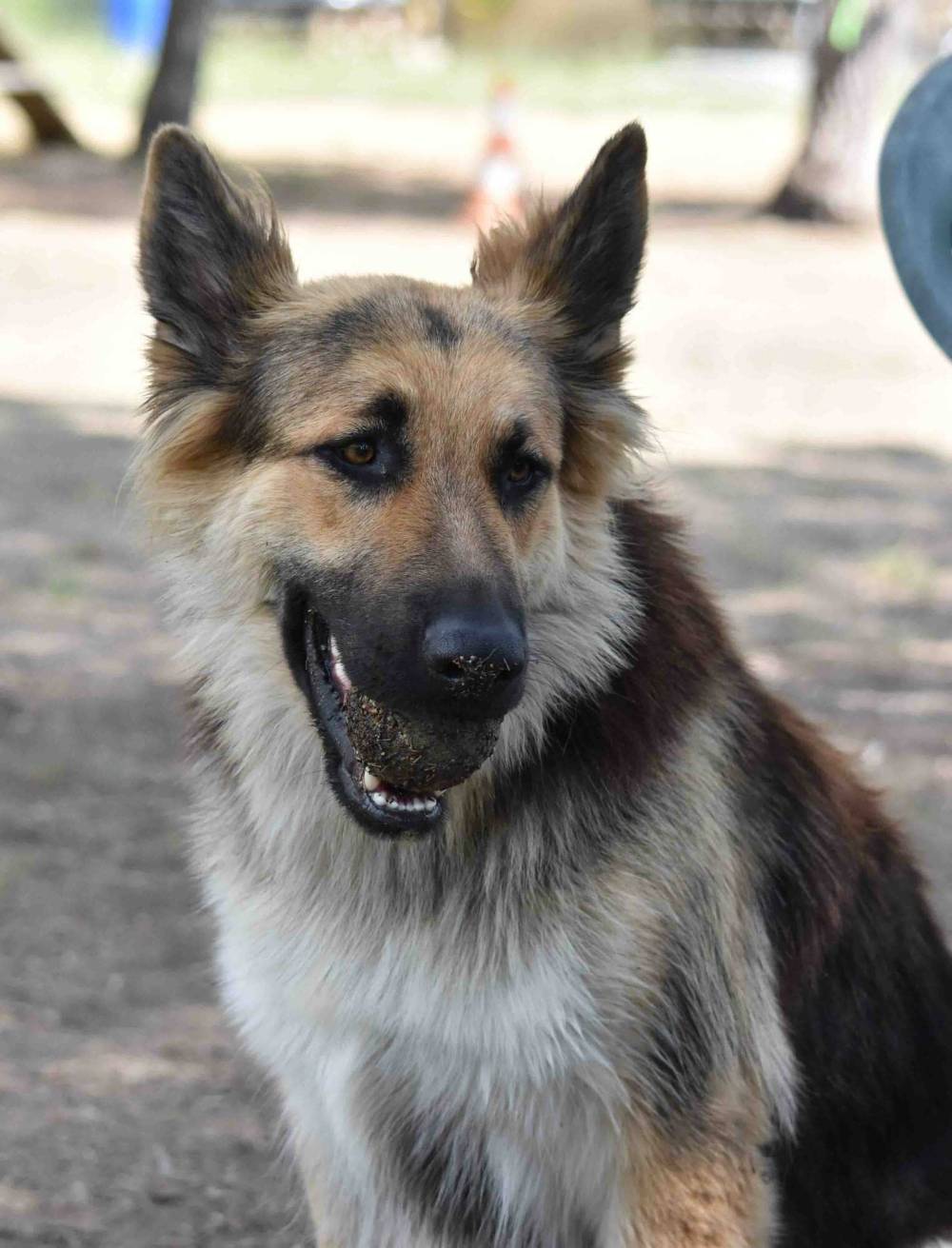 chien qui joue