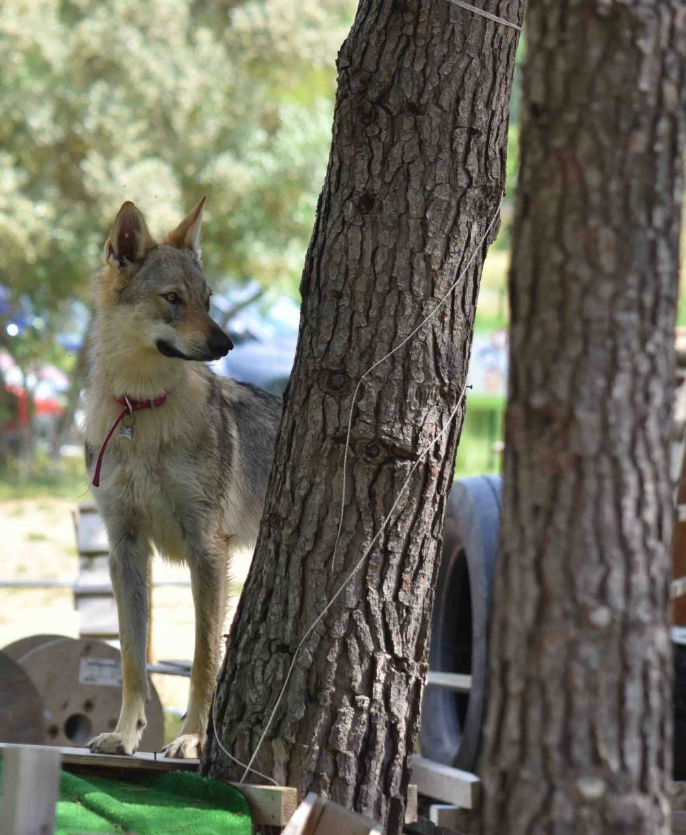 Éducation canine