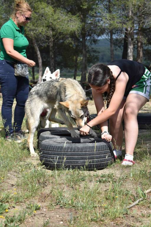 Le Champ des Chiens à Pernes-les-Fontaines avec