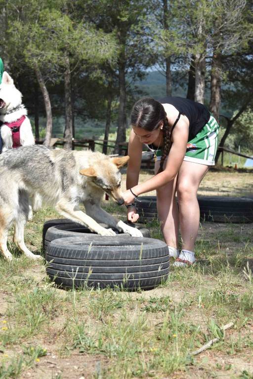 Activités maitre chien