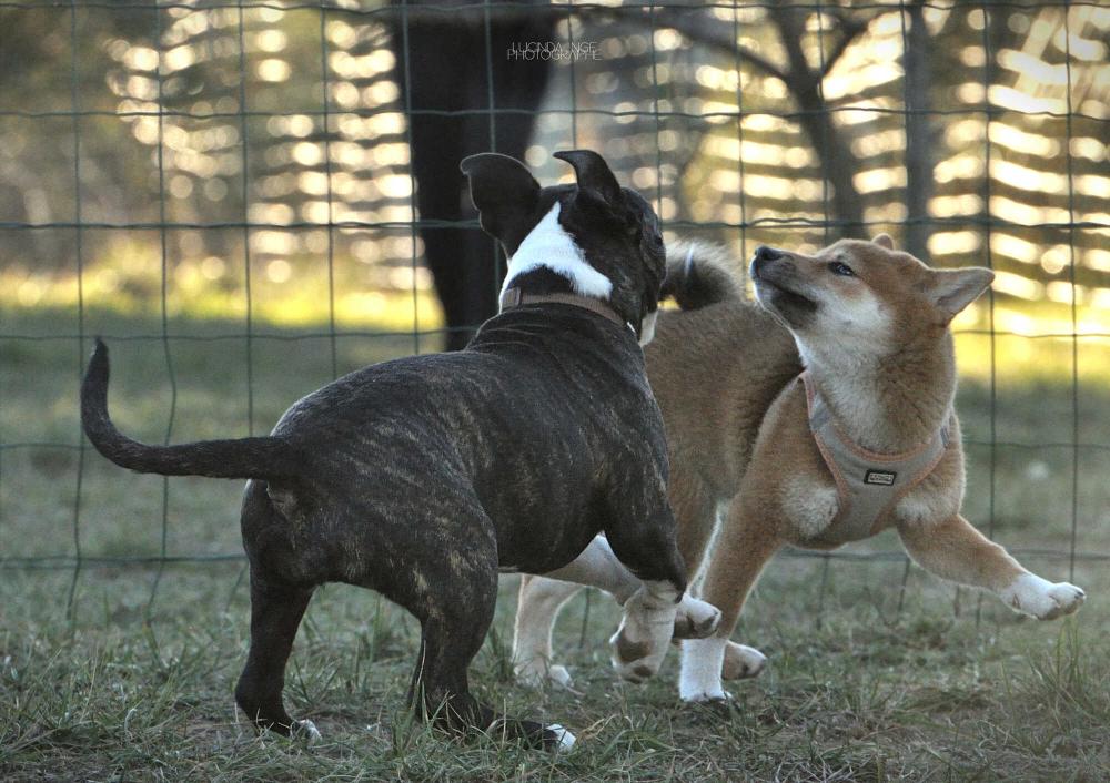 Les activités canines
