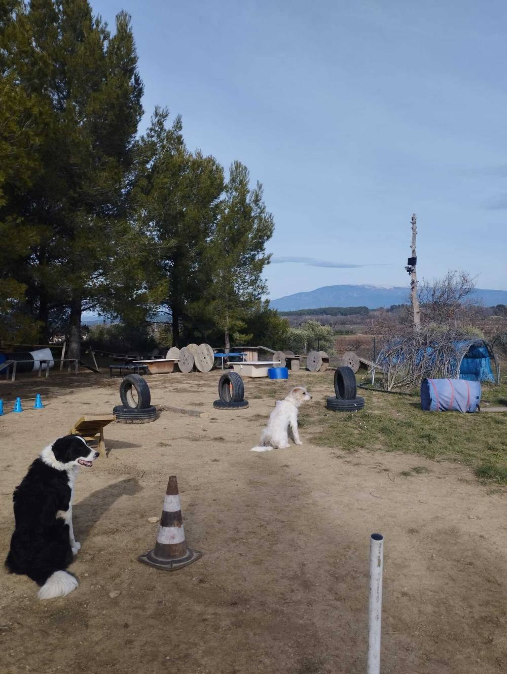 Les activités canines