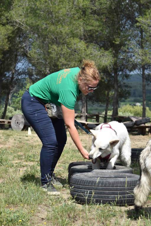 Les activités maitre chien