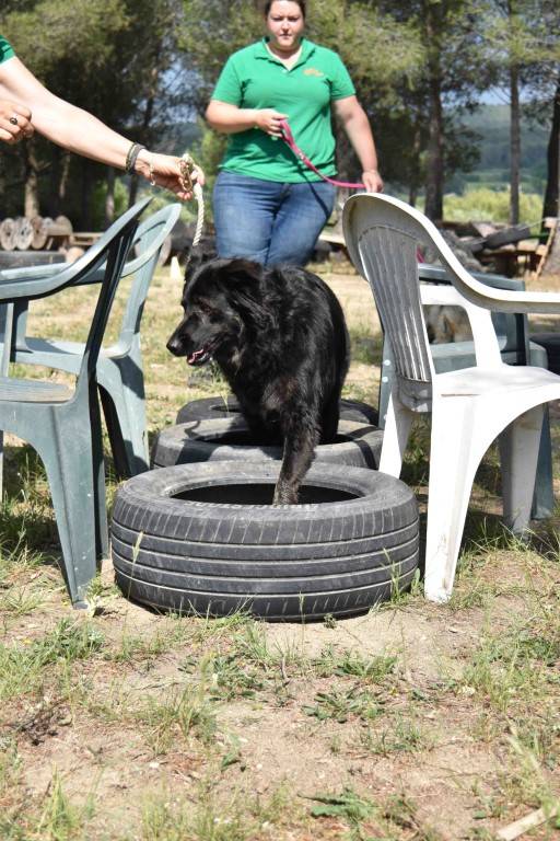 Les activités canines proposées