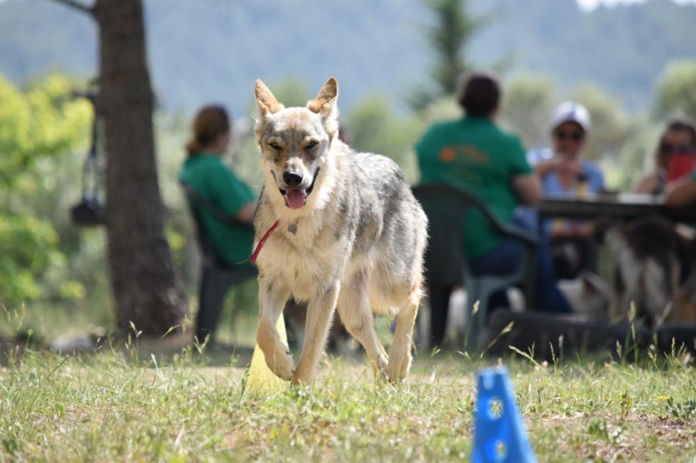 Chien qui court