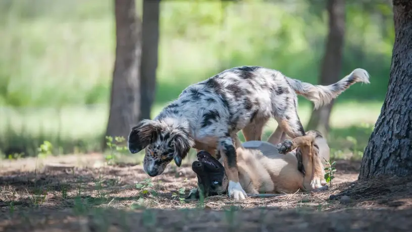 big-le-champs-des-chiens-1